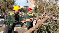 پاکسازی و رفع خطر درختان شکسته شده بر اثر طوفان در بهشت رضوان